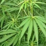 AHORA…Nueva Jersey autoriza el tratamiento de los niños con marihuana
