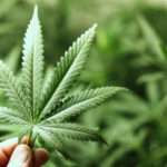 Celebran el día símbolo de la Marihuana