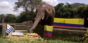 elefante-de-pereira-youtube.jpg_thumbnail0