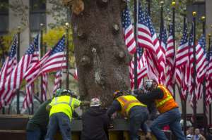 Workers secure an 85-foot-tall Norway Spruce from Hemlock Township, Pennsylvania into position as the 2014 Rockefeller Center Christmas Tree in New York