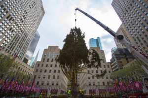 Workers hoist an 85-foot-tall Norway Spruce from Hemlock Township, Pennsylvania into position as the 2014 Rockefeller Center Christmas Tree in New York