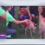 Jóvenes asesinan perro con explosivos y lo suben a YouTube