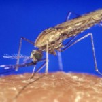 [VIDEO] Suman ocho los casos de malaria en Puerto Rico