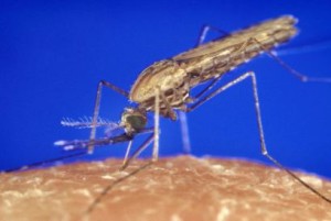 vigilancia-por-malaria-en-puerto_409x274