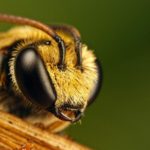 Muere hombre atacado por abejas en Arecibo