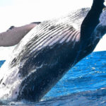 VIDEO: Una ballena jorobada gigante se intenta tragar a dos mujeres en California y después las expulsa